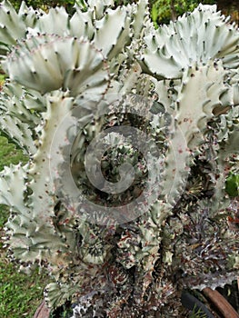 cactusâ€‹ Tree of Thornsâ€‹ inâ€‹ gardenâ€‹ decorationâ€‹