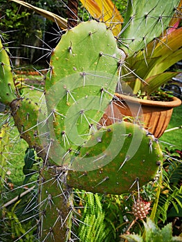 cactusâ€‹ Tree of Thornsâ€‹ inâ€‹ gardenâ€‹ decorationâ€‹