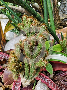 cactusâ€‹ Tree of Thornsâ€‹ inâ€‹ gardenâ€‹ decorationâ€‹