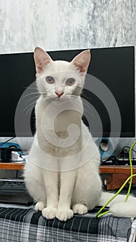 Cacute and cool white cat photo