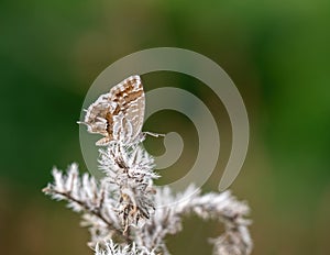 Cacyreus marshalli butterfly Aka geranium bronze. Its caterpillars thrive on geraniums and pelargoniums and are now