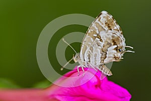 Cacyreus marshalli or geranium butterfly, is a species of lepidoptera belonging to the lycaenid family