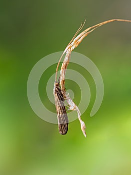 Caddis fly, aka Sedge fly macro. Trichoptera.