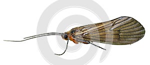 Caddis fly 3