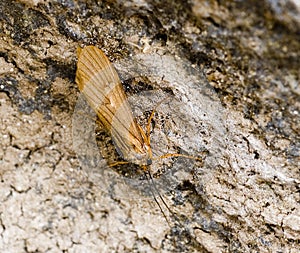 Caddis Fly
