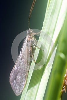 caddis fly (Trichoptera sp.), adult insect (imago