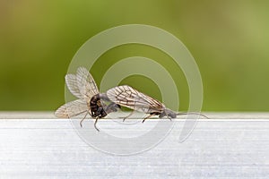 Caddis - Trichoptera - mating