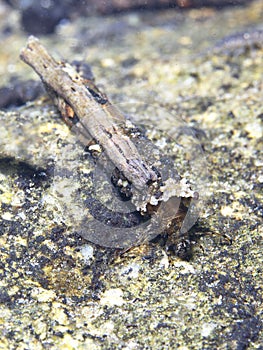 Caddisflie larvae, Trichoptera Caddisfly. Underwater