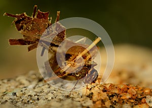 Caddisflie larvae under water