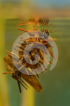 Caddisflie larvae under water