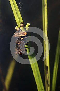 Caddisflie larvae under the water in the built home. Trichoptera.