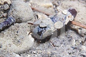 Caddisflie larvae under the water in the built home. Trichoptera. photo