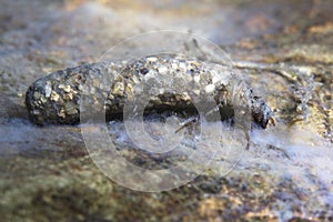 Caddisflie larvae under the water in the built home. Trichoptera. Caddisfly.