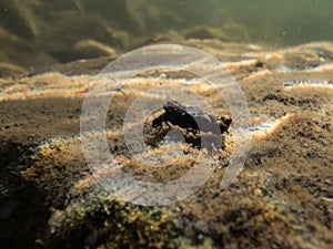 Caddisfly larva crawling over rocky bottom