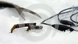 Caddisfly larvae crawling on snow