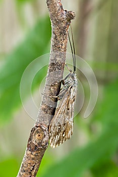 Caddisfly