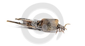 Caddisfly species larva in protective cases or shell