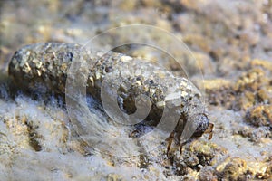 Caddisfly underwater, Caddisflie larvae photo