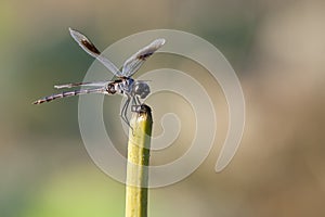 Caddo Dragonfly