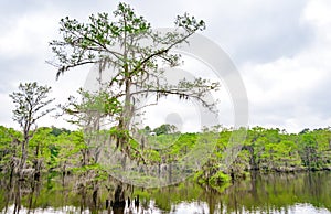 Caddo Lake State Park