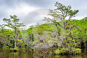 Caddo Lake State Park