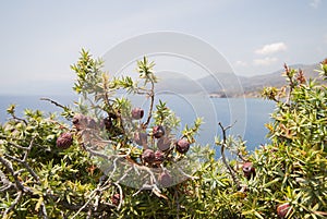 Cade juniper, in the background coast of Crete photo