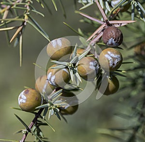 Cade juniper, Juniperus oxycedrus photo