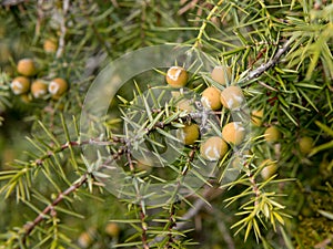 A cade juniper with fruits in early spring