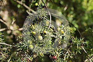 Cade juniper tree detail