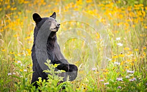 Cades Cove Black Bear