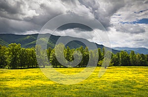 Cades Cove Spring Flowers Great Smoky Mountains photo