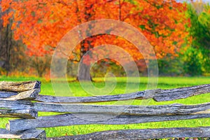 Cades Cove Tree in Vibrant Autumn Orange