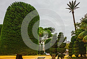 Cadiz city park, Spain. Genovese green garden