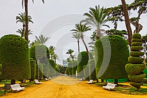 Cadiz city park, Spain. Genovese green garden