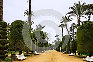 Cadiz, Spain. Genovese green park