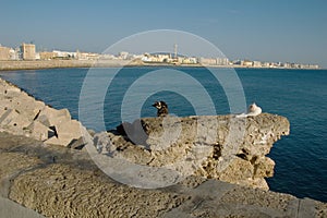 Cadiz (Spain) view