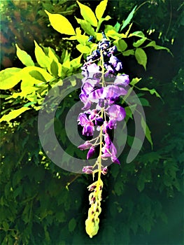 Caducity, delicacy and transience. Wisteria plant and light photo