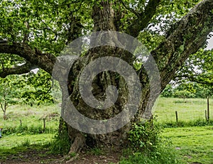 Cadzow Oak Tree, Hamilton, Scotland photo