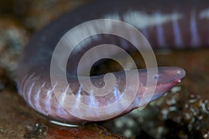 Caecilian / Geotrypetes seraphini