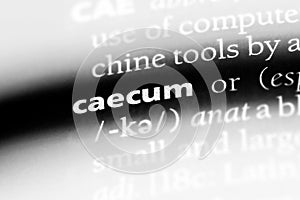 caecum photo