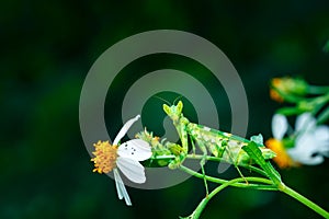 Caelifera,grasshopper on Leaves.