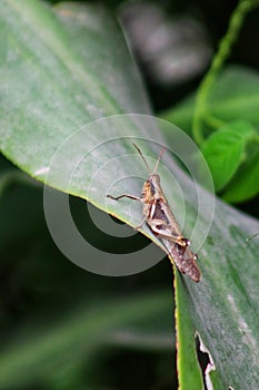 Caelifera is a herbivorous animal.