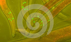 Caenorhabditis elegans photo