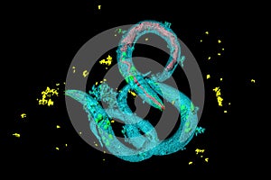 Caenorhabditis elegans