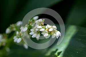 Caeruleum aubl, small white flowers