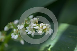 Caeruleum aubl, small white flowers
