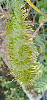 Caesalpinia bonduc green fruit