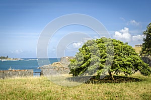 Caesalpinia coriaria is known as Divi-divi, Cascalote, Guaracabuya, Guatapana, Nacascol and Watapana in different regions