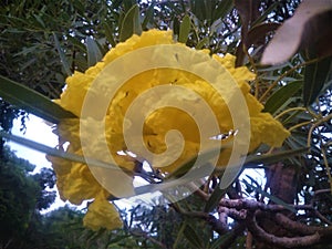 caesalpinia flower with bright yellow color and beautiful