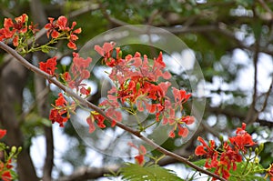 Caesalpinia Flower plant